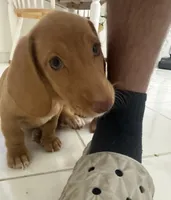 Esmeralda ("Gordita"), a female Dachshund for sale in Palm Beach, FL – 6 of 9