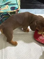 Cocoa 🤎 - Short-Haired Chocolate Female, a female Miniature Dachshund for sale in Palm Beach, FL – 7 of 7