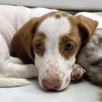 Rosita (Rose), a female Dachshund for sale in Palm Beach, FL – 1 of 6