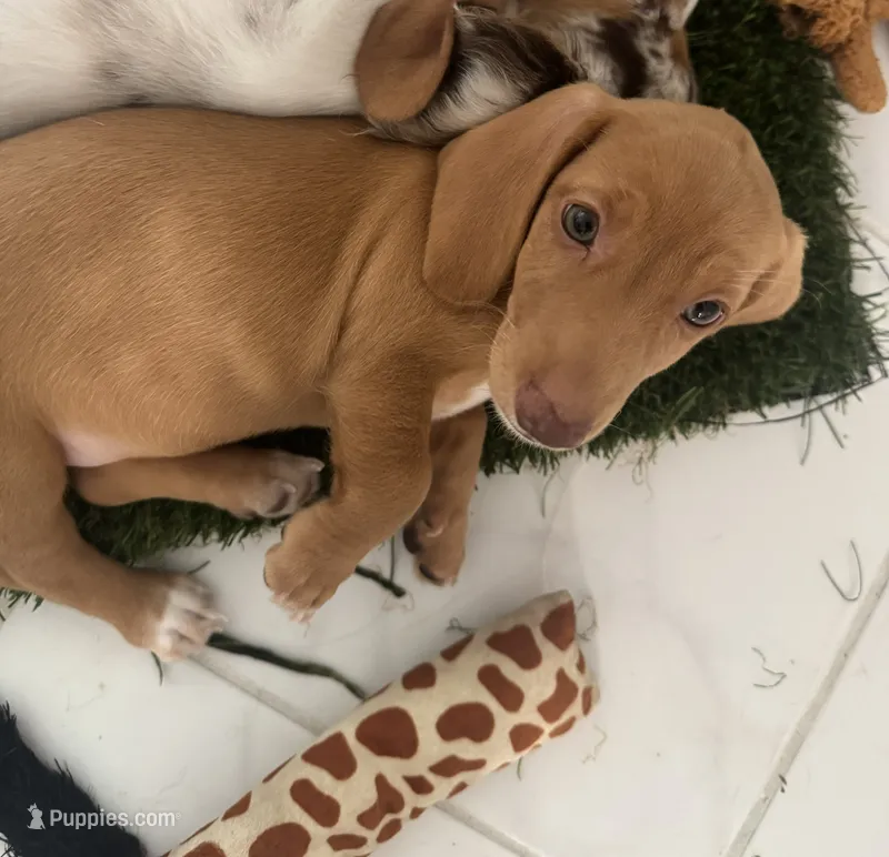 Esmeralda ("Gordita") – Dachshund puppy for sale in Palm Beach, FL