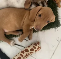 Esmeralda ("Gordita"), a female Dachshund for sale in Palm Beach, FL – 7 of 9