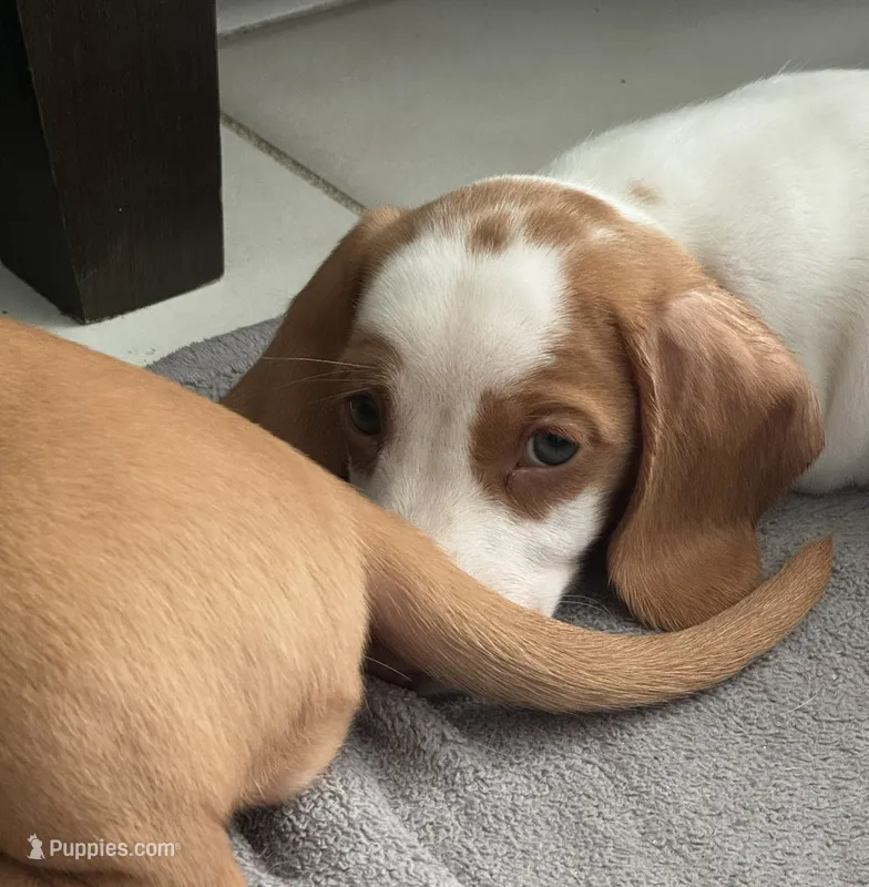 Rosita (Rose) – Dachshund puppy for sale in Palm Beach, FL
