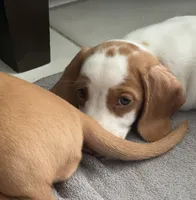 Rosita (Rose), a female Dachshund for sale in Palm Beach, FL – 2 of 6