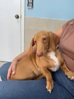 Sunny ☀️ Short-haired Dachshund, a male Miniature Dachshund for sale in Palm Beach, FL – 8 of 10