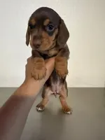  Hazel 🤎 - Short-Haired Chocolate Female, a female Miniature Dachshund for sale in Palm Beach, FL – 3 of 8