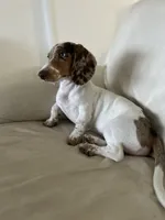 Ojitos, a female Dachshund for sale in Palm Beach, FL – 7 of 10