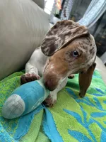 Ojitos, a female Dachshund for sale in Palm Beach, FL – 10 of 10