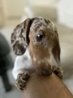 Ojitos, a female Dachshund for sale in Palm Beach, FL – 9 of 10