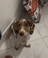 Ojitos, a female Dachshund for sale in Palm Beach, FL – 2 of 10