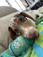 Ojitos, a female Dachshund for sale in Palm Beach, FL – 5 of 10