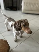 Ojitos, a female Dachshund for sale in Palm Beach, FL – 4 of 10