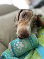 Ojitos, a female Dachshund for sale in Palm Beach, FL – 1 of 10
