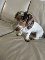 Ojitos, a female Dachshund for sale in Palm Beach, FL – 6 of 10