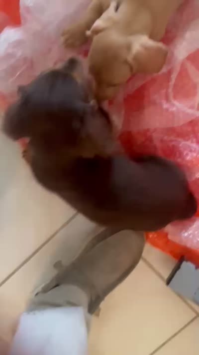Chewy 🤎 long-haired chocolate & tan Dachshund boy, a male Miniature Dachshund for sale in Palm Beach, FL – 7 of 7