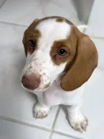 Rosita (Rose), a female Dachshund for sale in Palm Beach, FL – 3 of 6