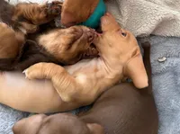 Sunny boy ☀️ Golden-cream, short-haired , a male Miniature Dachshund for sale in Palm Beach, FL – 10 of 10