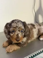 🤎 Maple – Long-Haired Chocolate Dapple Female, a female Miniature Dachshund for sale in Palm Beach, FL – 6 of 9