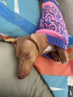 Sunny boy ☀️ Golden-cream, short-haired , a male Miniature Dachshund for sale in Palm Beach, FL – 6 of 10
