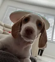 Rosita (Rose), a female Dachshund for sale in Palm Beach, FL – 6 of 6