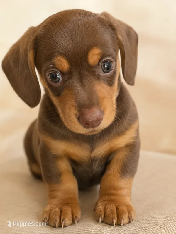  Hazel 🤎 - Short-Haired Chocolate Female – Miniature Dachshund puppy for sale in Palm Beach, FL