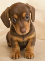  Hazel 🤎 - Short-Haired Chocolate Female, a female Miniature Dachshund for sale in Palm Beach, FL – 1 of 8