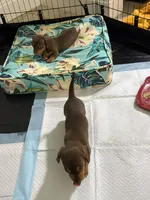 Cocoa 🤎 - Short-Haired Chocolate Female, a female Miniature Dachshund for sale in Palm Beach, FL – 2 of 7