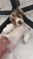 🤍 Copito ("Cotton") – Long-Haired Male Dachshund, a male Miniature Dachshund for sale in Palm Beach, FL – 6 of 8