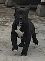 Onyx, a male American Bully for sale in Pomona, CA – 1 of 1