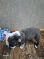 Emma, a female Boston Terrier for sale in Mountain View, MO – 4 of 4