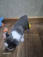 Noah, a male Boston Terrier for sale in Mountain View, MO – 6 of 8