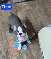 Theo, a male Boston Terrier for sale in Mountain View, MO – 6 of 6