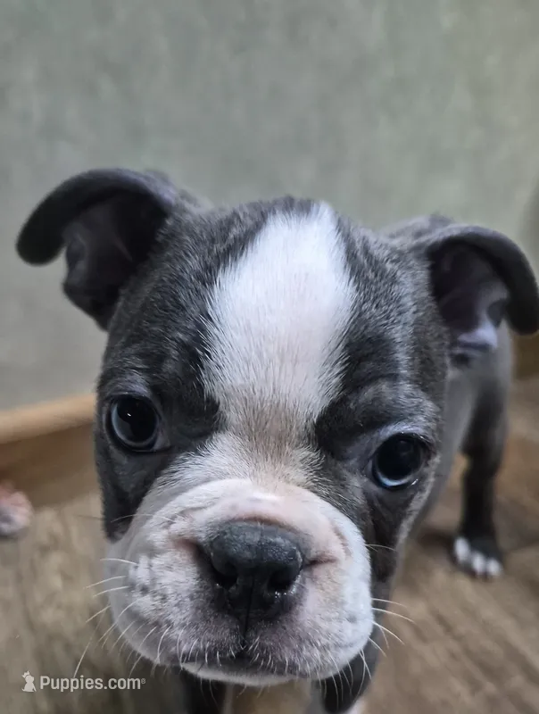 Asher – Boston Terrier puppy for sale in Mountain View, MO