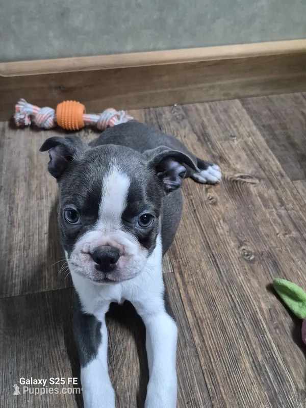 Sheila  – Boston Terrier puppy for sale in Mountain View, MO