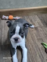 Sheila , a female Boston Terrier for sale in Mountain View, MO – 1 of 9