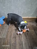 Asher, a male Boston Terrier for sale in Mountain View, MO – 3 of 8