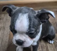 Luca, a male Boston Terrier for sale in Mountain View, MO – 3 of 7