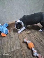 Theo, a male Boston Terrier for sale in Mountain View, MO – 2 of 8