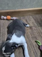 Sheila , a female Boston Terrier for sale in Mountain View, MO – 8 of 9