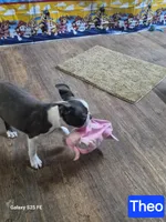 Theo, a male Boston Terrier for sale in Mountain View, MO – 3 of 6
