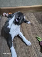 Sheila , a female Boston Terrier for sale in Mountain View, MO – 9 of 9