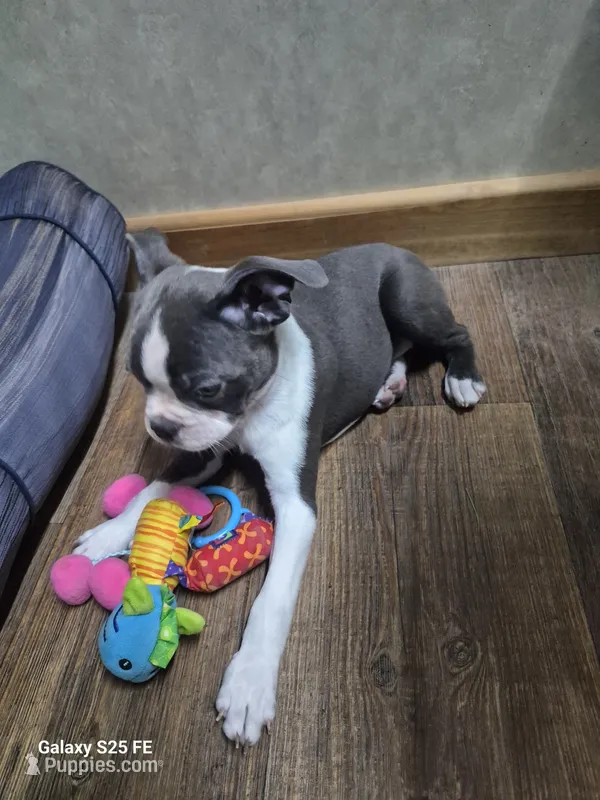 Sheila  – Boston Terrier puppy for sale in Mountain View, MO