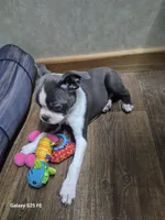 Sheila , a female Boston Terrier for sale in Mountain View, MO – 4 of 8