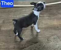 Theo, a male Boston Terrier for sale in Mountain View, MO – 2 of 6