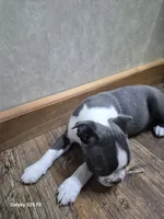 Theo, a male Boston Terrier for sale in Mountain View, MO – 6 of 8