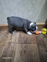Asher, a male Boston Terrier for sale in Mountain View, MO – 7 of 8