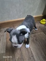 Luca, a male Boston Terrier for sale in Mountain View, MO – 5 of 7