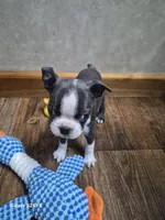 Sophia, a female Boston Terrier for sale in Mountain View, MO – 2 of 4
