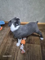 Ella, a female Boston Terrier for sale in Mountain View, MO – 6 of 7
