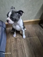 Sheila , a female Boston Terrier for sale in Mountain View, MO – 3 of 8