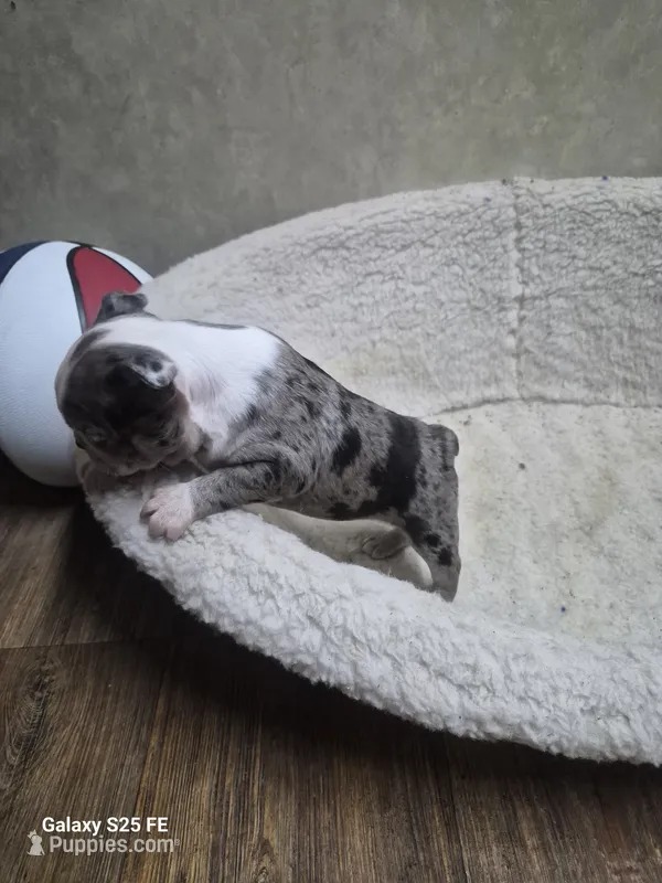 Blue Merle – Boston Terrier puppy for sale in Mountain View, MO
